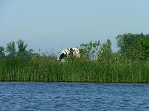 Don't get in the water cow!