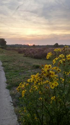 Dusk at Ginkelse Heide, Netherlands