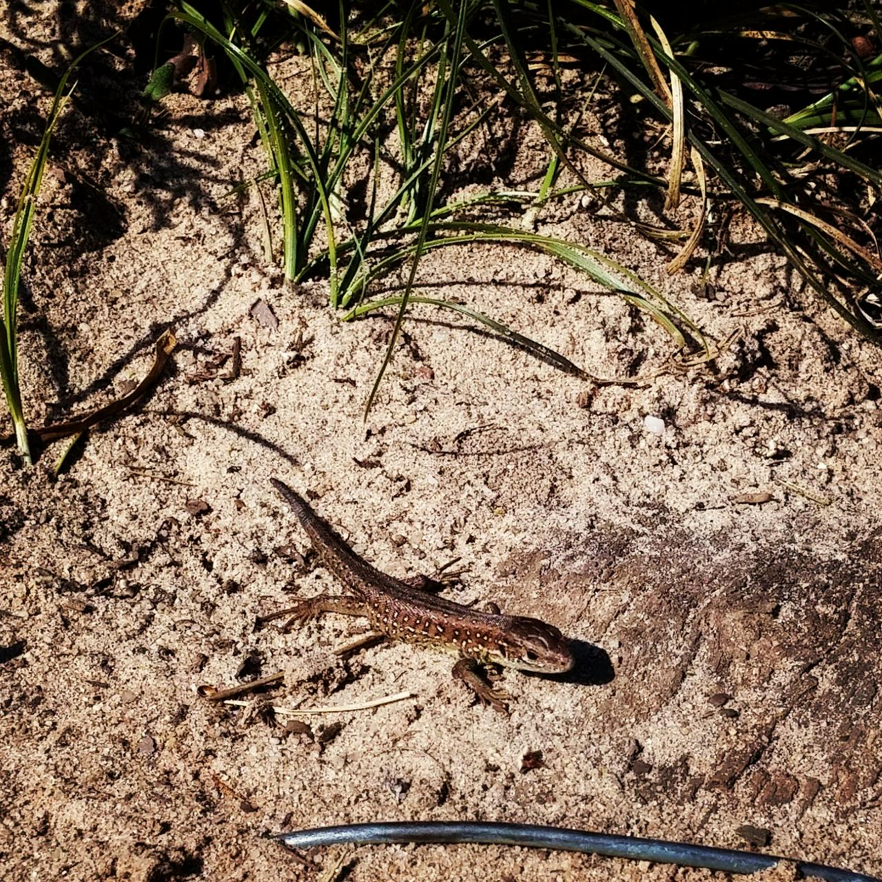 Female sand lizard at Veluwezoom National Park