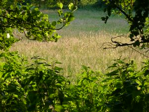 Fields through the trees