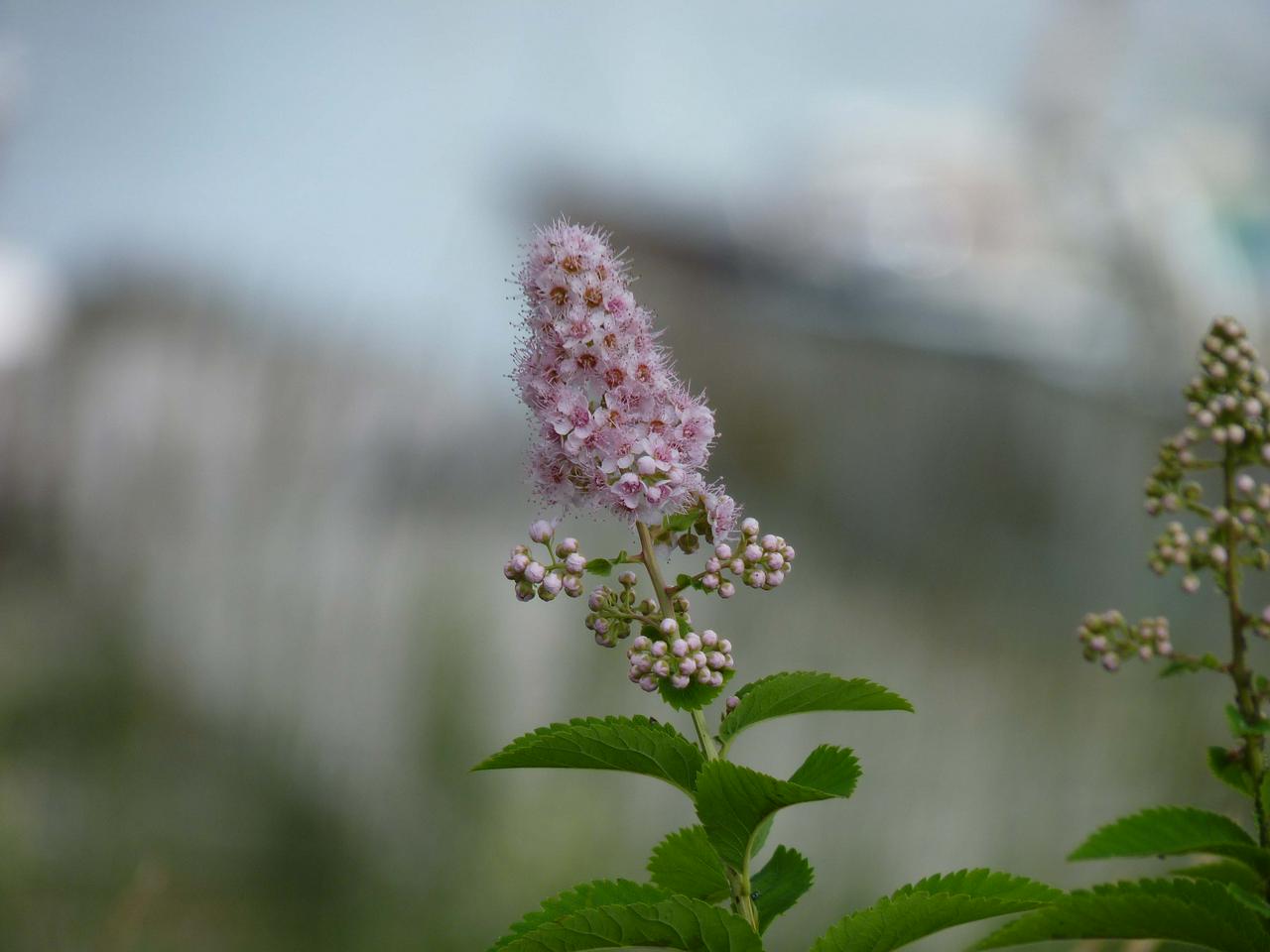 Flower on the camping