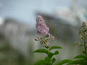 Flower on the camping