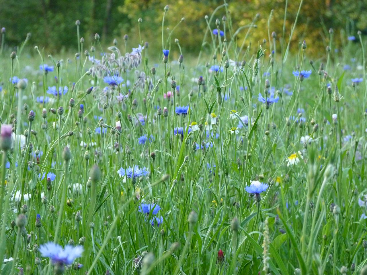 Flowerfields