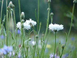 Flowerfields