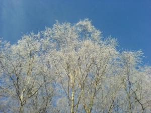 Frosty the birchtree