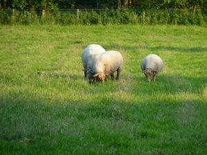 Grazing sheep