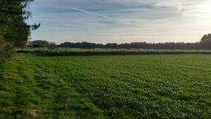 Green fields and golf course