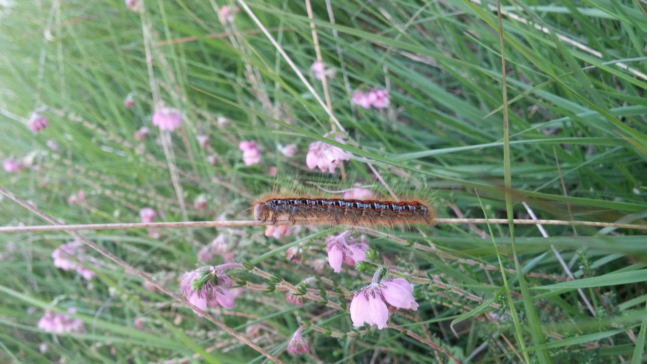 Ground lackey (malacosoma castrense) on a leaf of grass.