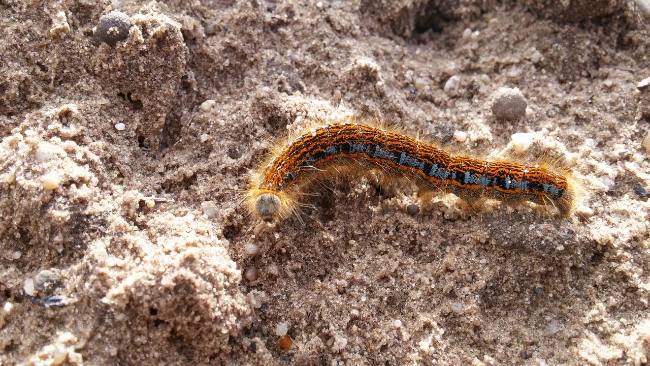 Ground lackey (malacosoma castrense) wandering