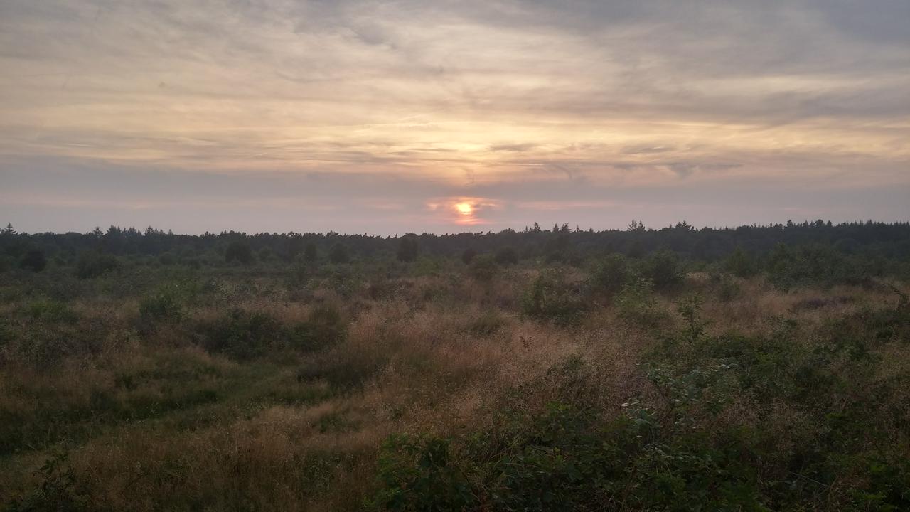 Heath and settting sun, Ginkelse Heide, Netherlands