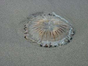 Jellyfish