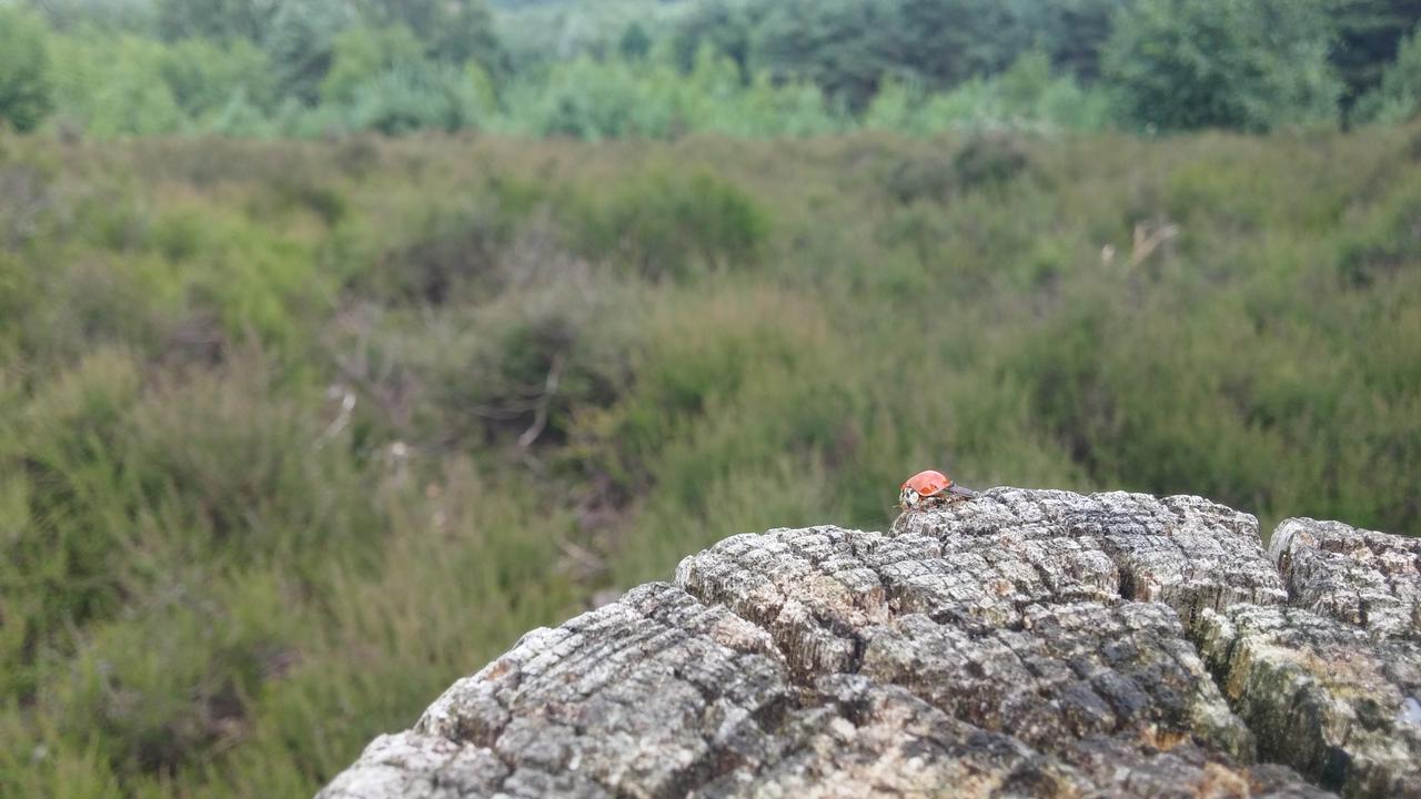 Ladybug on adventure