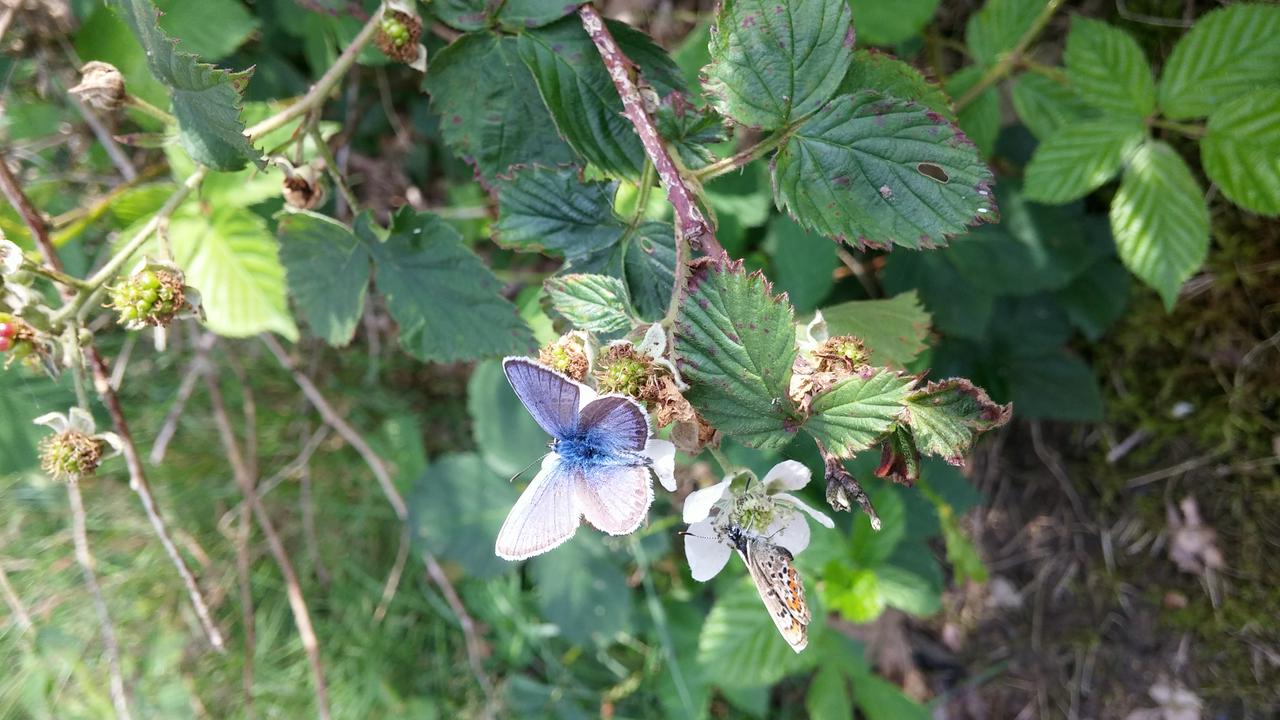 Male and female silver-studded blue butterflies