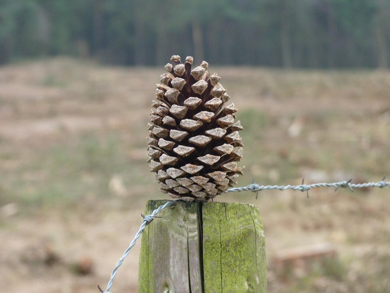 Pine cone