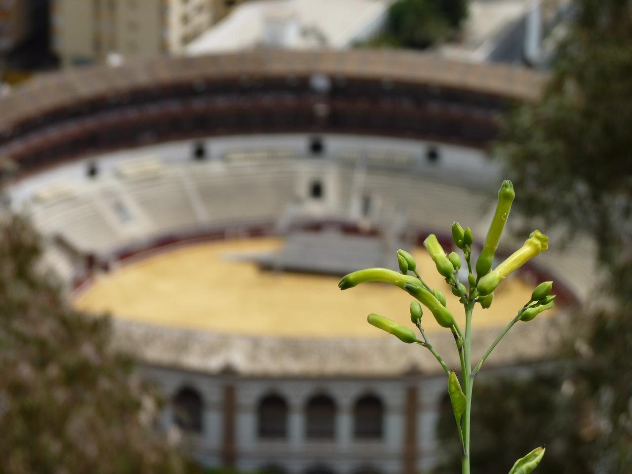 Plaza del Toros de Málaga