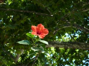 Pretty flower