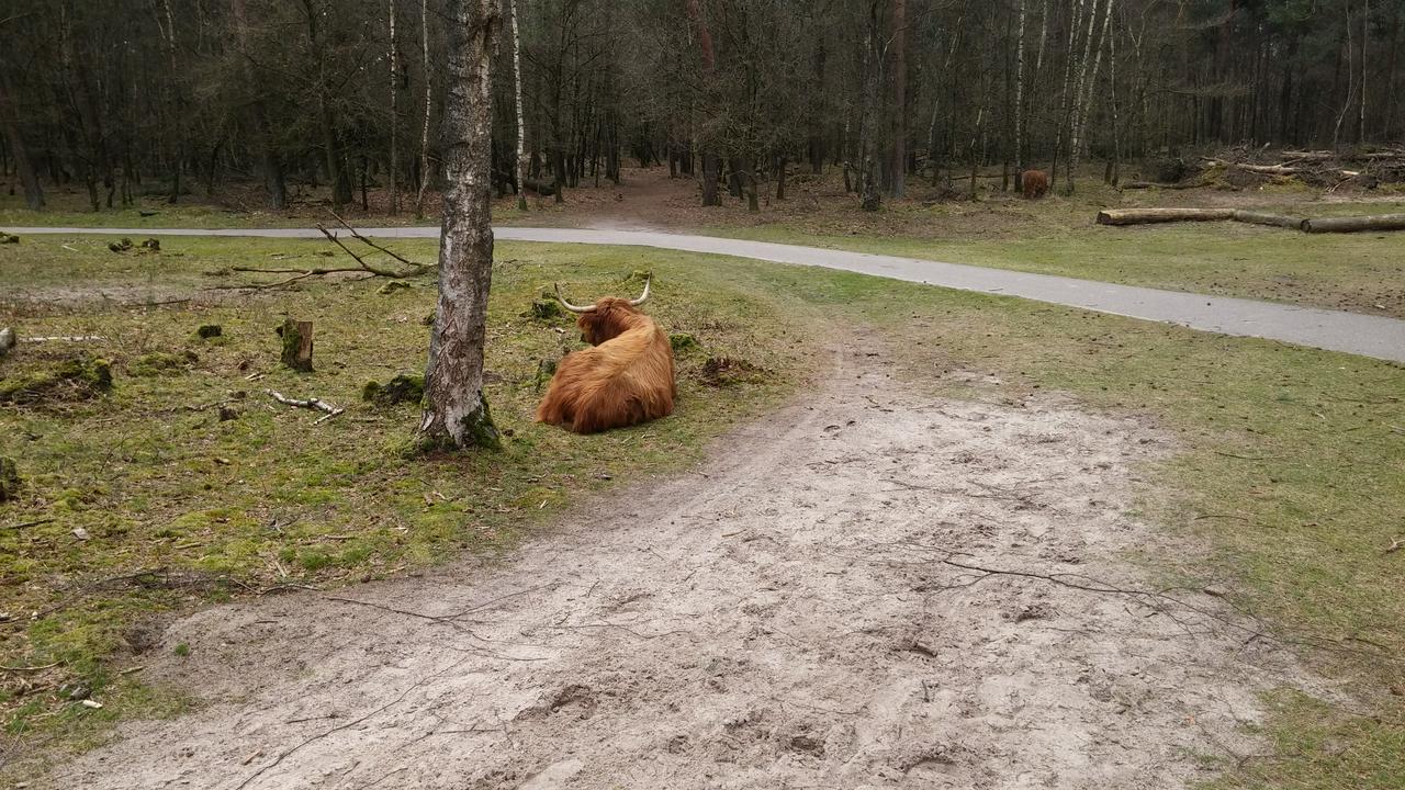 Scottish Highlander at Herperduin, Netherlands