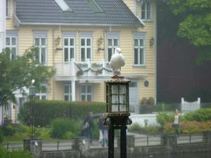 Seagull in Stavanger