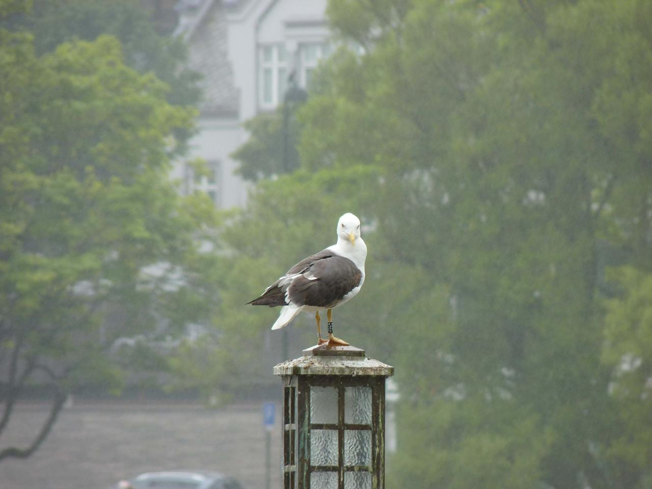 Seagull