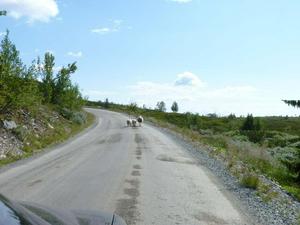 Sheep on the Peer Gyntveggen