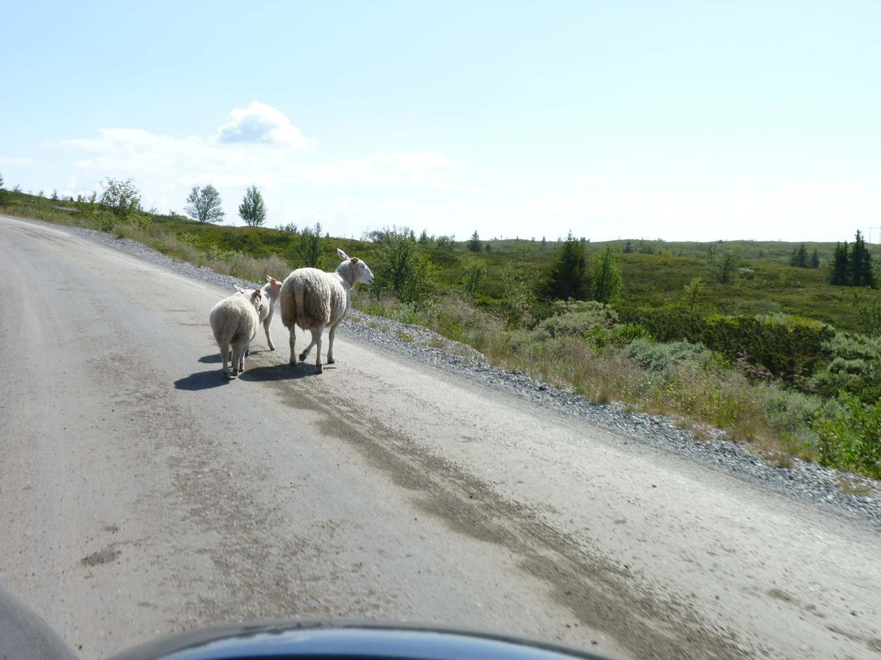 Sheep on the Peer Gyntveggen