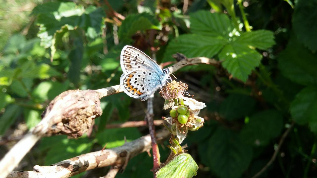 Silver-studded blue butterfly on a dewberry plant.