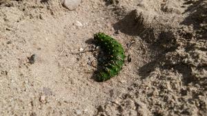 Small emporer moth caterpillar marching in circles.