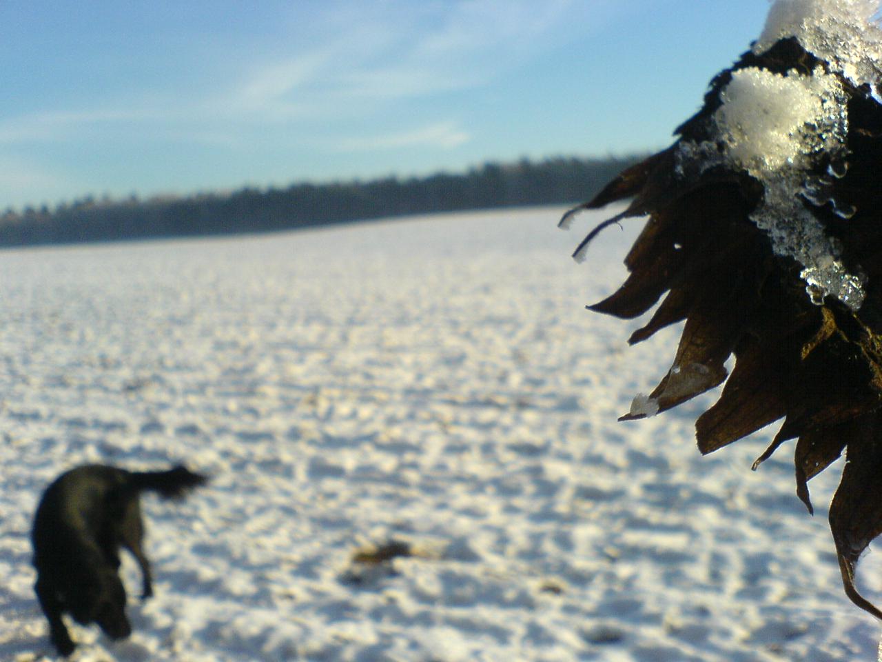 Snowy sunflower