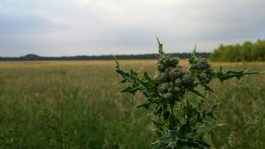 Some kind of thistle