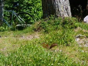 Squirrel in Bergen