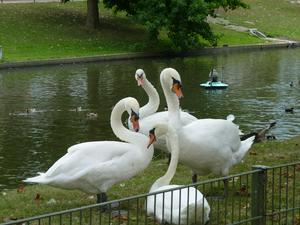 Swans