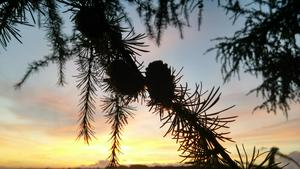 Two pine cones enjoy the sunset