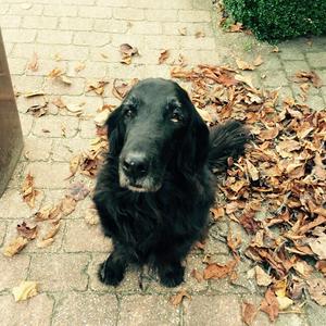 "I may be old.. but these leaves though!"