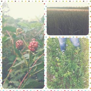 Summer walk in the forest. Eating its fruits and touching its wheat.