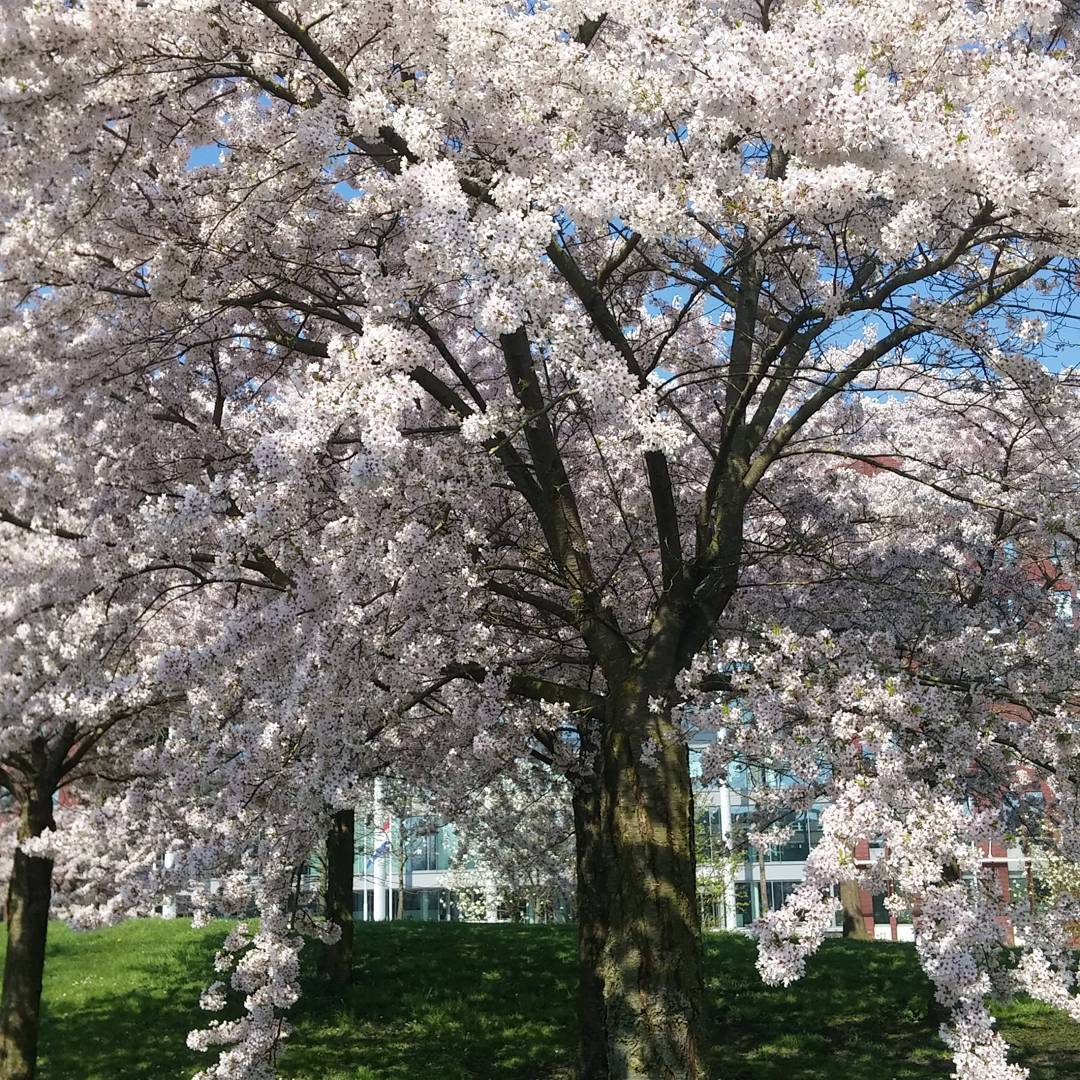 Beautiful cherry blossoms in Papendorp "park"