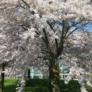 Beautiful cherry blossoms in Papendorp "park"