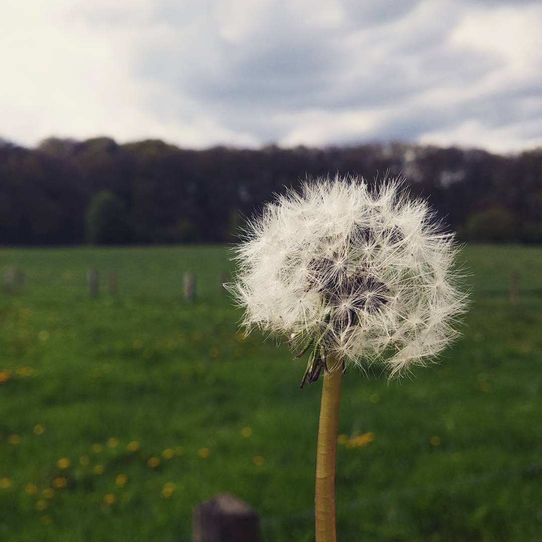 Dandelion