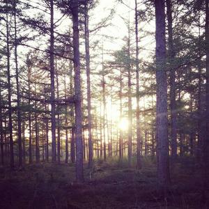 Sunset through the trees..