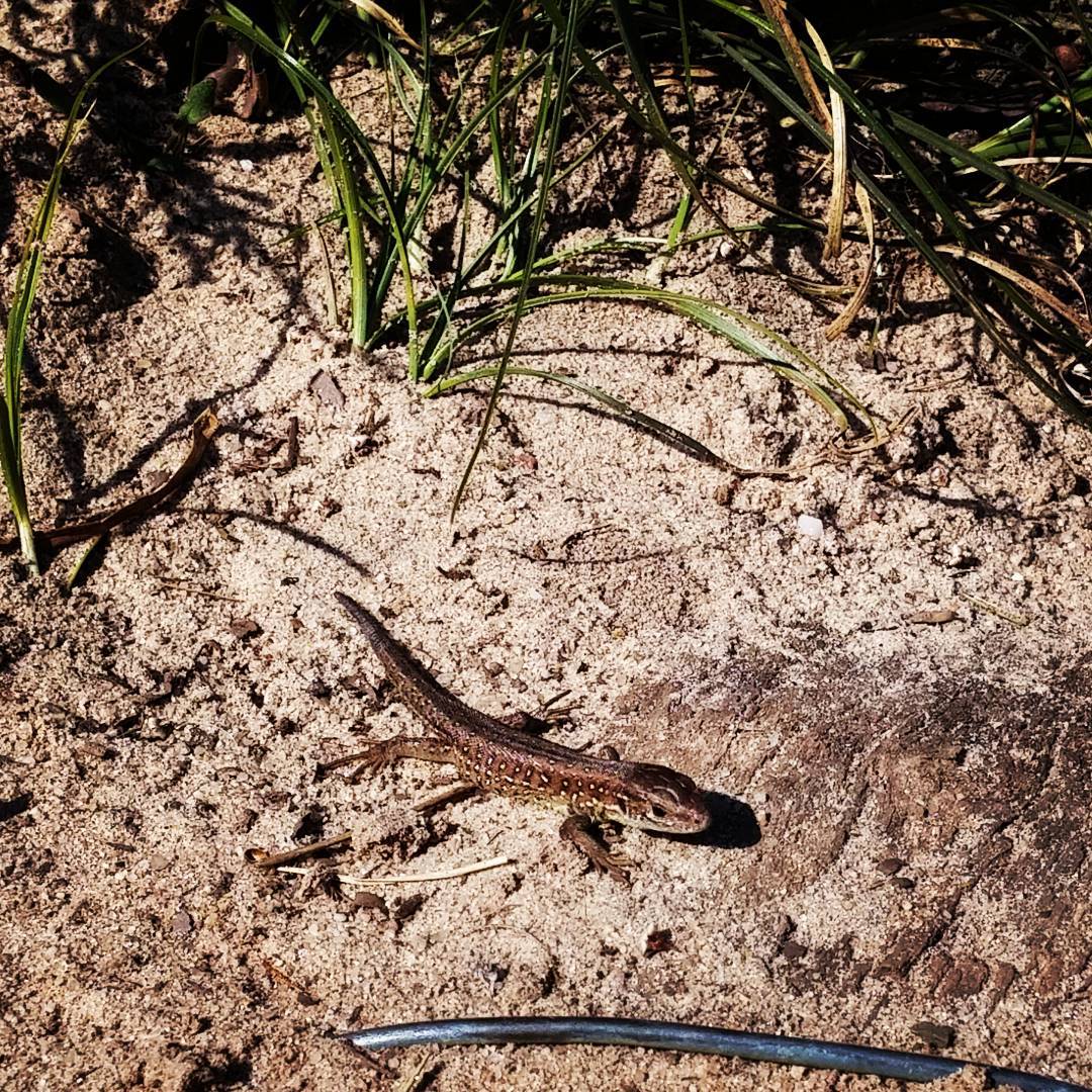 Female sand lizard didn't mind posing.