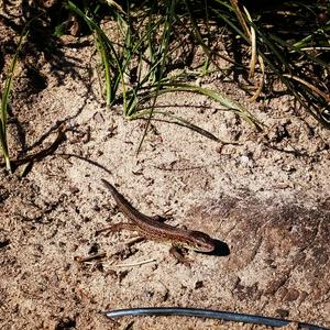 Female sand lizard didn't mind posing.