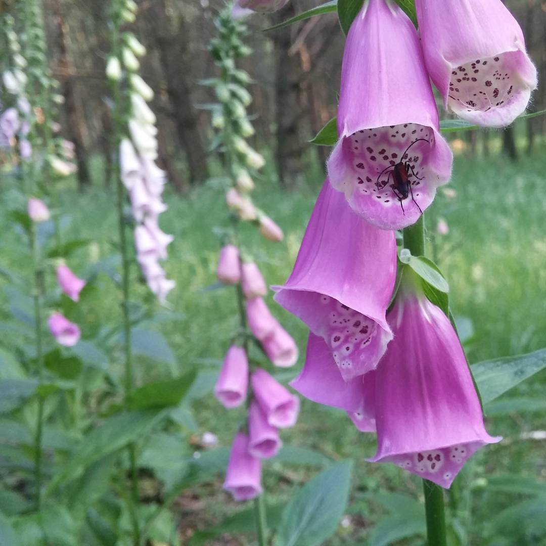 Little insect in foxglove (digitalis purpurea)