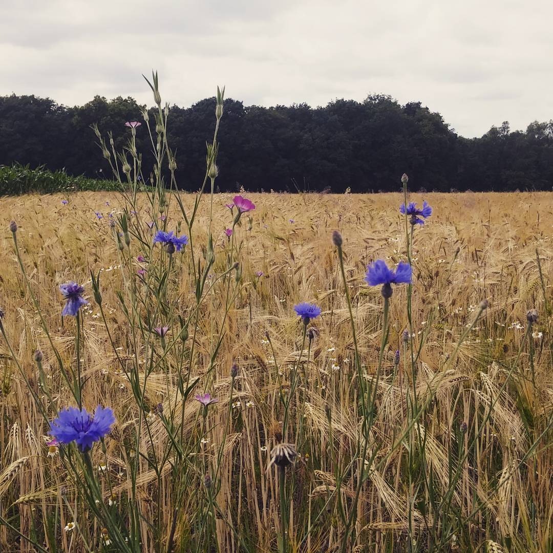 Korenbloemen in het graanveld.