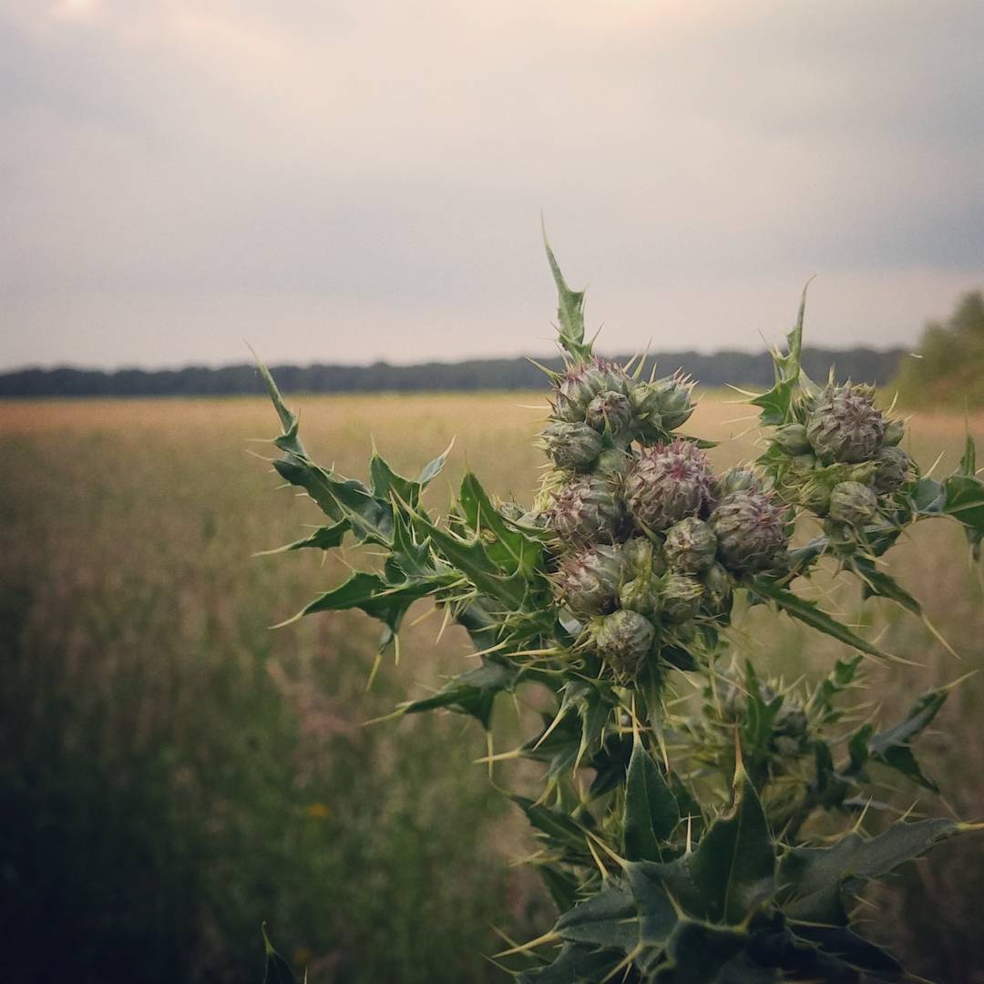 Some unknown thistle related plant.