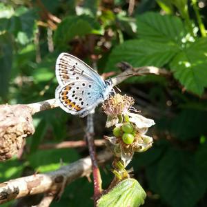 Silver-studded blue butterfly on a dewberry plant.