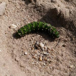 Small emporer moth caterpillar marching in circles.