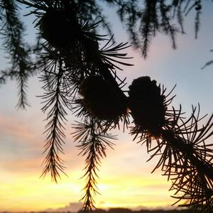 Pine cones at sunset.