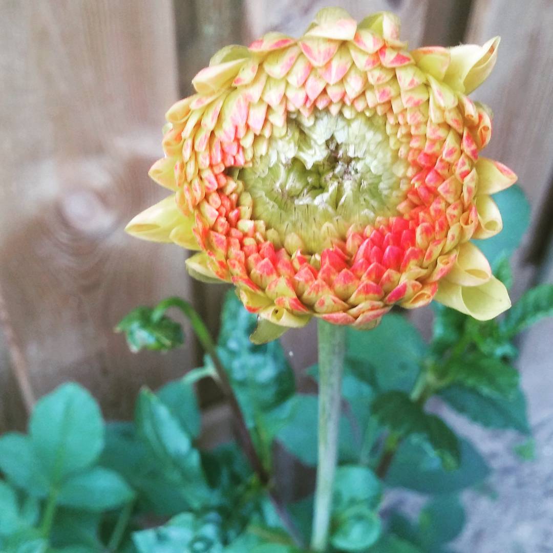 Young dahlia trying to blossom.