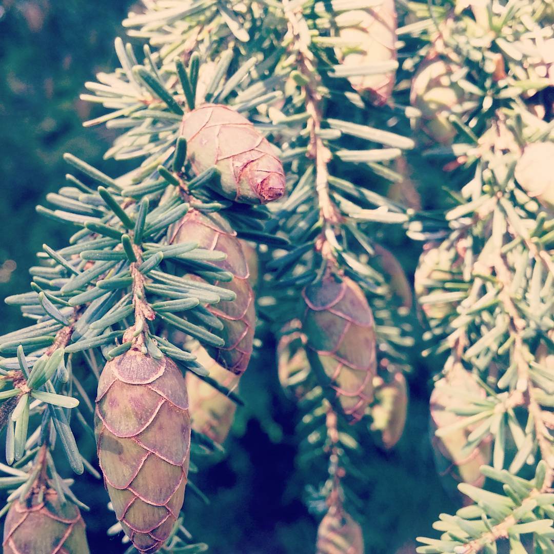 Young pine cones.