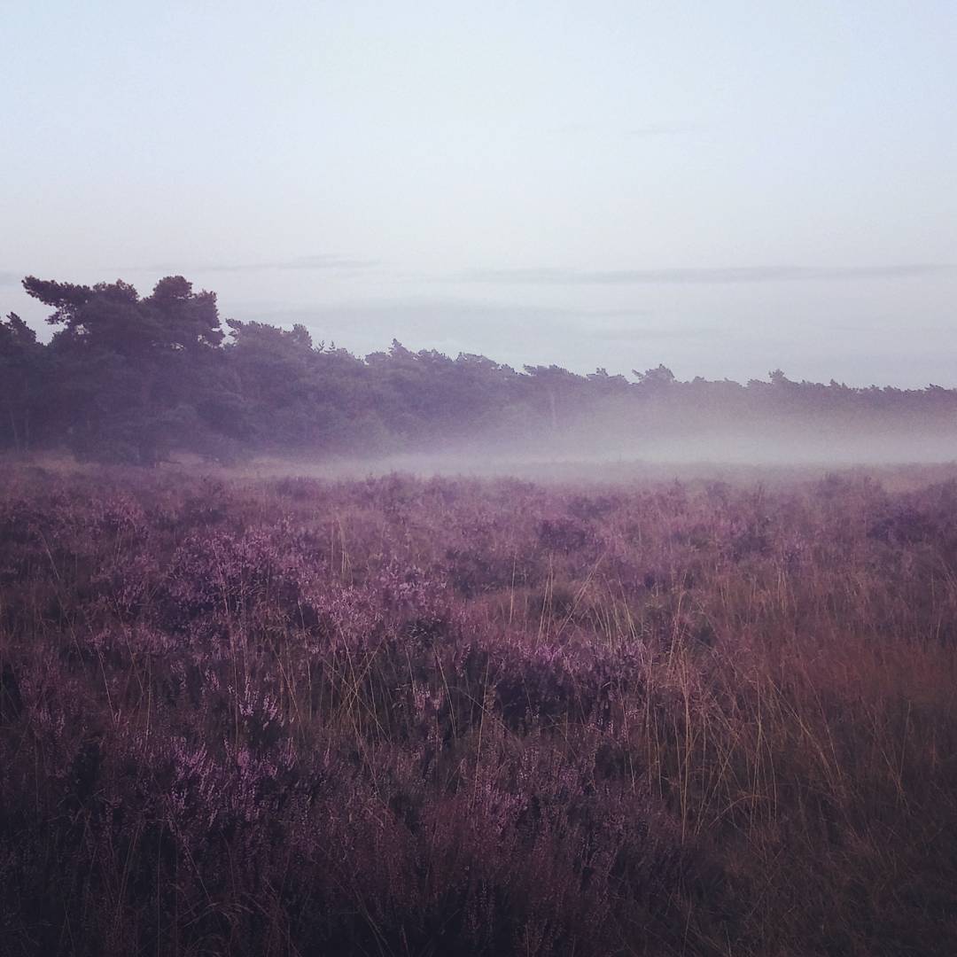 Fogbanks on Ginkelse heide, very big temperature dip after summer storm.