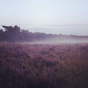 Fogbanks on Ginkelse heide, very big temperature dip after summer storm.